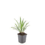 Liriope Ingwersen en godet - Liriope muscari - H 10-25 cm, pot Ø9 cm - photo 3