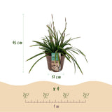 Carex Irish Green - H 50 cm, pot Ø17 cm - photo 3