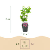Green Boutiqu - Garden Plant - Hibiscus syriacus Woodbridge - Hardy Hibiscus - Pink - 3 Plants - 17cm Pot - 45cm Height
