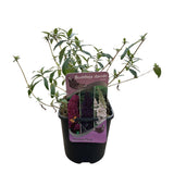 Green boutiQ - Vlinderstruik - Buddleja davidii Tricolour - Bloem Roze , Wit en Paars - 1 Plant - Bladverliezend - Vlinderlokkend -  Pot 17cm Hoogte 30cm