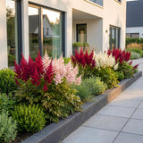 Astilbe en mélange - H 15-25 cm, pot Ø11 cm - photo 6