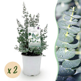 Green boutiQ - Terrasplant - Eucalyptus boom - Eucalyptus gunni  - Grijs - 2 Planten - Winterhard - Pot 17cm Hoogte 40cm