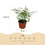 Rosier White Fairy - Rosier polyantha blanc - H 20-25 cm, pot Ø12 cm - photo 3