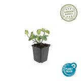 Fusain rampant Dart's Blanket en godet - Euonymus fortunei - H 10-25 cm, pot Ø9 cm - photo 2