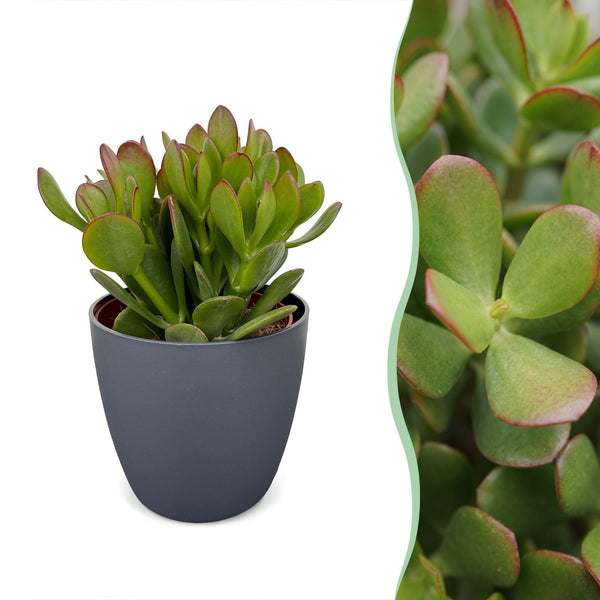 Arbre de jade avec cache-pots gris - Crassula ovata - H 16 cm, pot Ø12 cm - photo 6