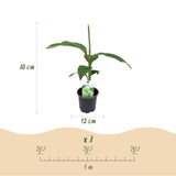 Green boutiQ - Fruitplant - Bananen plant - Musa Basjoo - Winterhard - 6 planten - Pot 12cm Hoogte 30cm