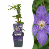 Clématite Multi Blue - 2 plants