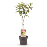 Green boutiQ - Fruitplant - Appelboom - Malus domestica Jonagold - Geel groene Appel - Pot 21cm Hoogte 90cm