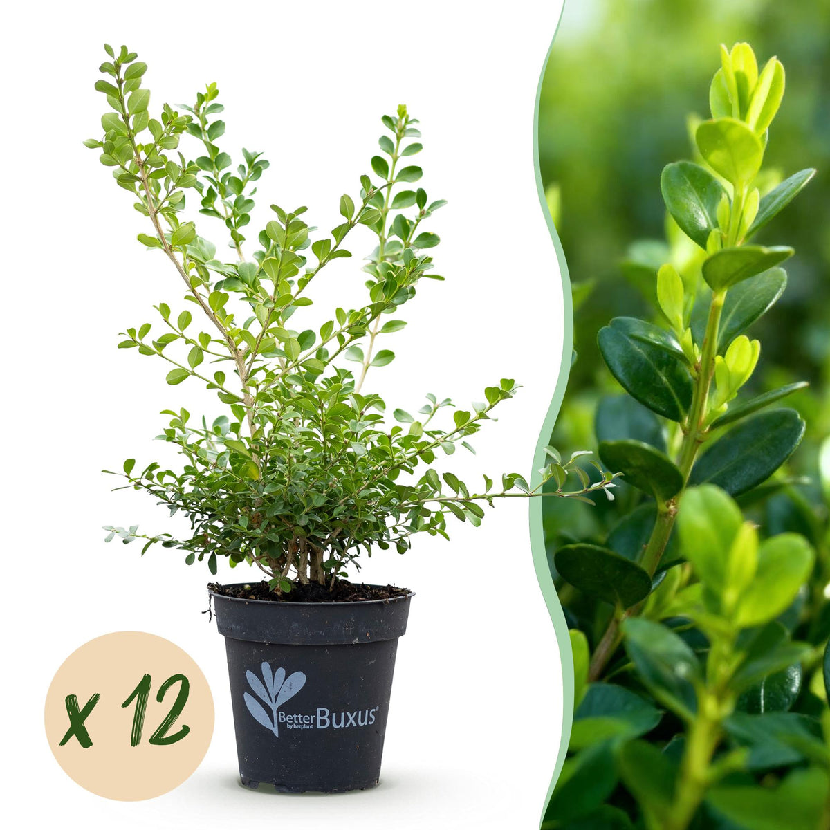La Green Touch - Buxus Hedge - BetterBuxus Babylon Beauty - Resistant to Buxus Blight - 12 Plants - 2 Linear Meters - 13cm Pot Height 30-35cm