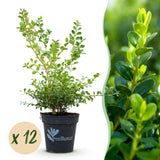 La Green Touch - Buxus Hedge - BetterBuxus Babylon Beauty - Resistant to Buxus Blight - 12 Plants - 2 Linear Meters - 13cm Pot Height 30-35cm