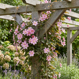 Clématite des montagnes Marjorie - Clematis montana - H 35 cm, pot Ø9 cm - photo 4