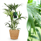 Kentia Palm – Howea Forsteriana