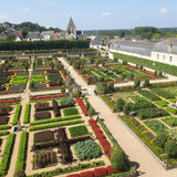 La Green Touch - Buxus Hedge - BetterBuxus Babylon Beauty - Resistant to Buxus Blight - 12 Plants - 2 Linear Meters - 13cm Pot Height 30-35cm