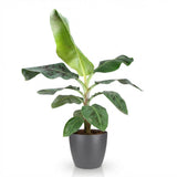 Bananier Musa Cavendish nain | Pot 17 cm