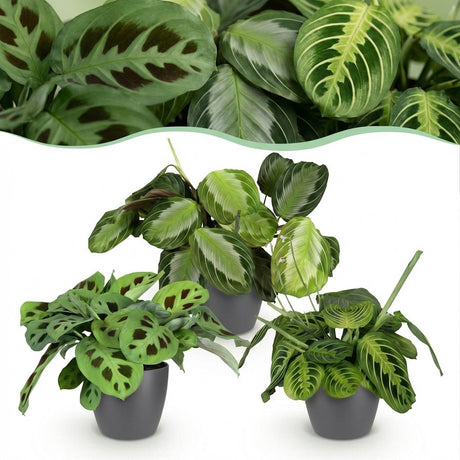 Mix Marantha x3 – Plante prière | Pet-friendly