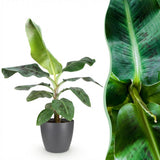 Bananier Musa Cavendish nain | Pot 17 cm