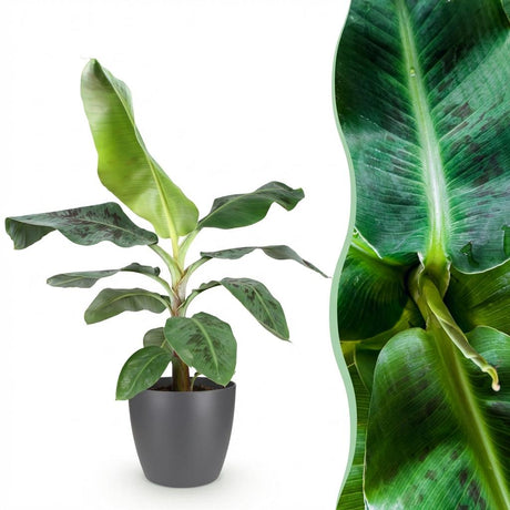 Bananier Musa Cavendish nain | Pot 17 cm