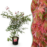 Érable du Japon Beni Maiko - H 90 cm, pot Ø26 cm