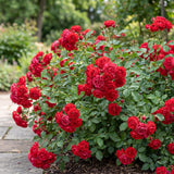 Green boutiQ - Garden Rose - Rosa Rote The Fairy - Rose Bush - Winter Hardy - Red - 3 Plants - 12cm Pot - Height 20-25cm