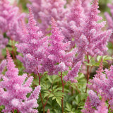 Astilbe chinensis Pumila - H 15-25 cm, pot Ø11 cm