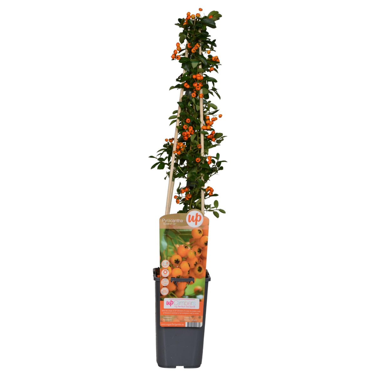 Buisson ardent Soleil d'Or - Pyracantha - H 65 cm, pot Ø15 cm