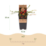 Canneberge Early Black - H 50 cm, pot Ø15 cm