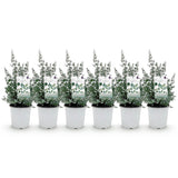 Green boutiQ - Terrasplant - Eucalyptus boom - Eucalyptus gunni  - Grijs - 6 Planten - Winterhard - Pot 17cm Hoogte 40cm