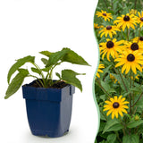 Rudbeckia Goldsturm - H 15-25 cm, pot Ø11 cm