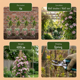 Clématite des montagnes Marjorie - Clematis montana - H 35 cm, pot Ø9 cm - photo 6