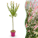 Saule crevette Flamingo - H 90-100 cm, pot Ø19 cm