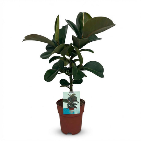 Ficus Elastica Cloe – Plante caoutchouc | Pot 19 cm, Hauteur 60 cm