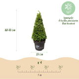 Buis Skylight en pyramide - H 60-70 cm, pot Ø23 cm