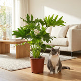 Philodendron Lickety Split | Pot 19 cm