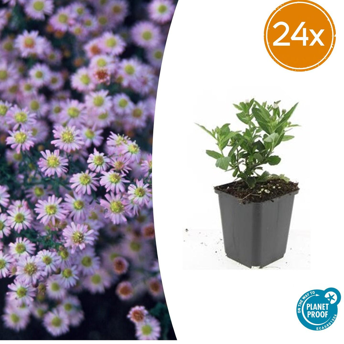 Aster ageratoides Stardust en godet - Aster d'Asie - H 10-25 cm, pot Ø9 cm - photo 7