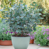 Green boutiQ - Terrasplant - Eucalyptus boom - Eucalyptus gunni  - Grijs - 6 Planten - Winterhard - Pot 17cm Hoogte 40cm