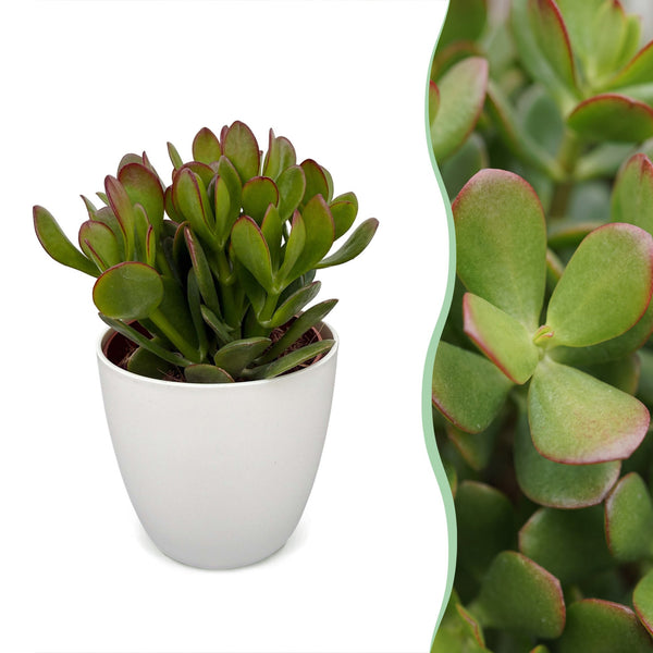 Arbre de jade avec cache-pots blancs - Crassula ovata - H 16 cm, pot Ø12 cm - photo 7