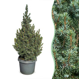 Épicéa bleu nain Sander's Blue - Picea glauca - H 60 cm, pot Ø23 cm - photo 6