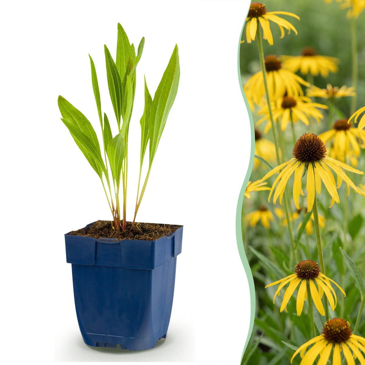 Échinacée jaune - Echinacea paradoxa - H 15-25 cm, pot Ø11 cm - photo 15