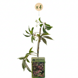 Vigne vierge de Henry - Parthenocissus henryana - H 35 cm, pot Ø9 cm - photo 2