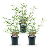 Butterfly Bush Pink Delight - Hardy Garden Shrub - Pink Flowering Plant - 3 Plants - 17cm Pot - 45cm Height