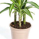 Dracaena White Stripe