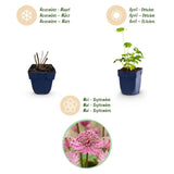 Grande astrance - Astrantia major - H 15-25 cm, pot Ø11 cm - photo 4