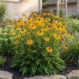 Rudbeckia Goldsturm - H 15-25 cm, pot Ø11 cm