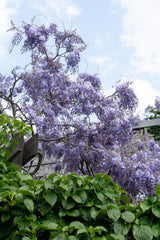 Glycine de Chine Prolific - Wisteria sinensis - H 65 cm, pot Ø15 cm