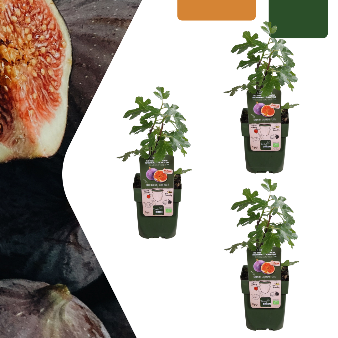 Figuiers bio - Ficus carica - H 20 cm, pot Ø13 cm - photo 6