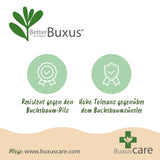 Buis BetterBuxus Babylon Beauty pour haie - 6 plants pour 1 m - H 30-35 cm, pot Ø13 cm