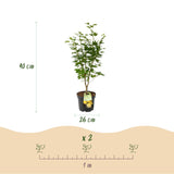 Érable du Japon Jordan - H 90 cm, pot Ø26 cm