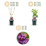 La Green Touch - Garden Plant - Syringa vulgaris Ludwig Spath - Common Lilac - Hardy - Purple - 1 Plant - 17cm Pot - Height 45cm