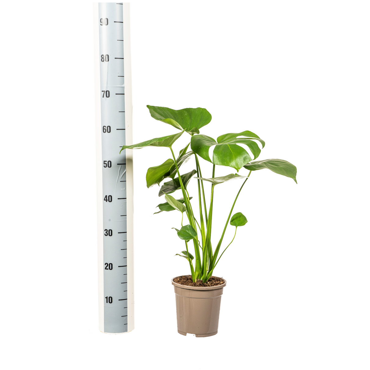 Monstera Deliciosa