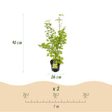 Érable du Japon Summergold - H 90 cm, pot Ø26 cm